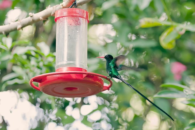 Private Rockland Bird Sanctuary Tour from Montego Bay - One hour inside Rocklands Bird Sanctuary
