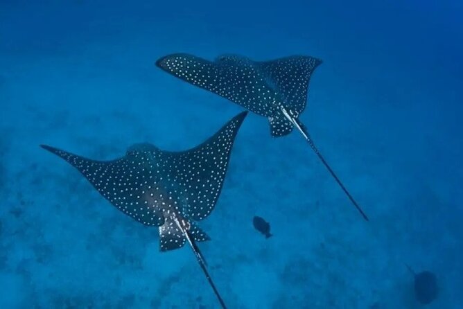 Private Snorkeling Tour by boat in Flamingo Beach - Starting at 8:00 am from Playa Flamingo