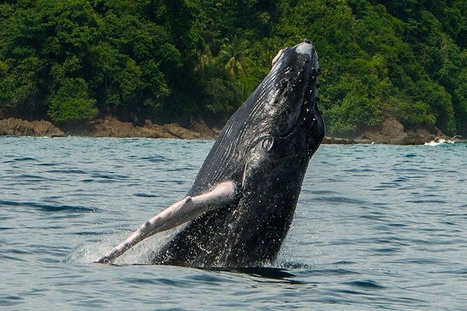 Private Snorkeling Tour by boat in Flamingo Beach - The timing leaves your afternoon free