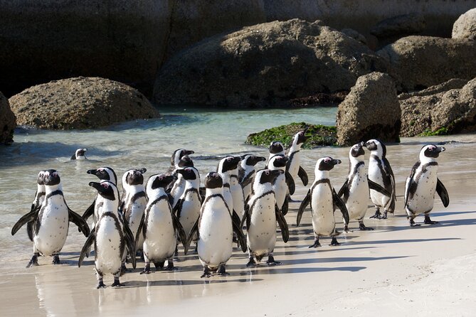 Private Table Mountain Penguins & Cape Point Tour from Cape Town - A long Cape Peninsula day from Cape Town