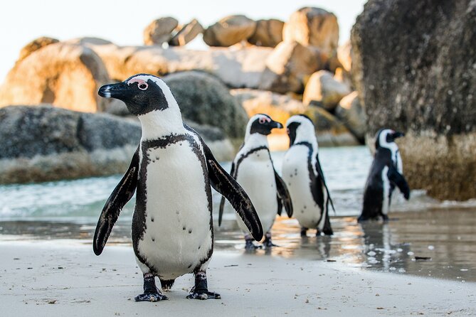 Private Table Mountain Penguins & Cape Point Tour from Cape Town - Chapman’s Peak: one of the day’s best road views