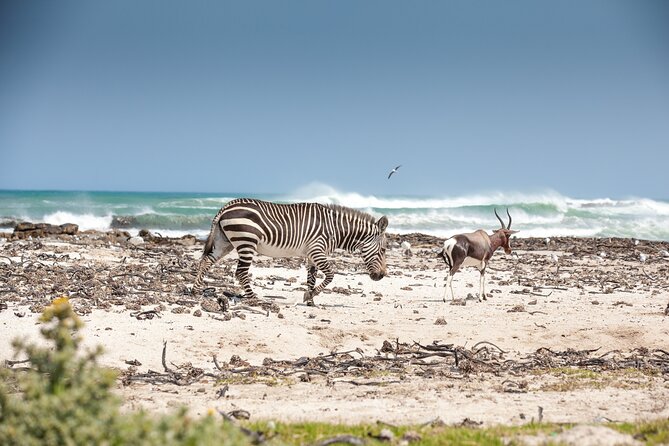 Private Table Mountain Penguins & Cape Point Tour from Cape Town - Cape of Good Hope and Cape Point: allow your energy for the finish