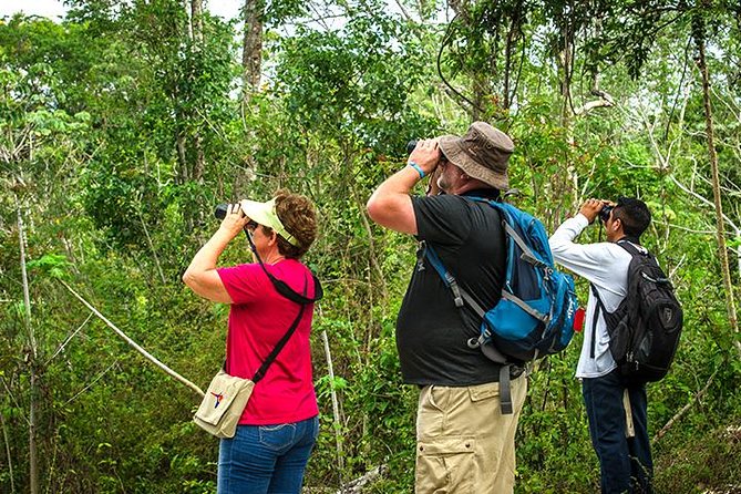 Private Tour: Birdwatching Cozumel Island - What the four-hour birding outing feels like