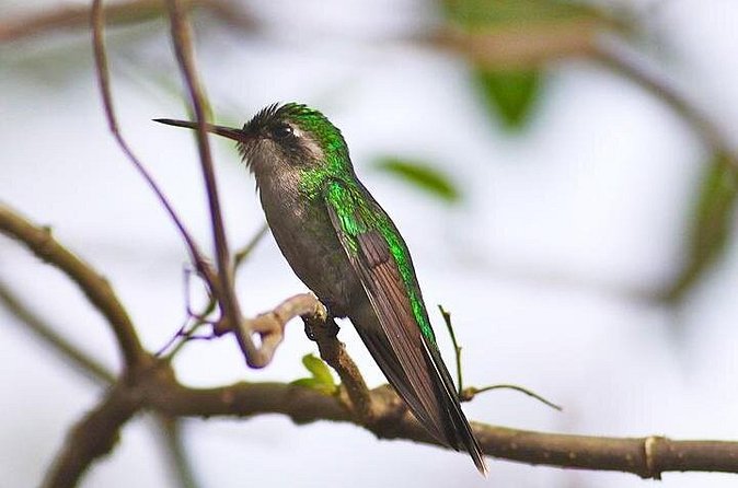 Private Tour: Birdwatching Cozumel Island - Binoculars, bug spray, water, and the small comforts