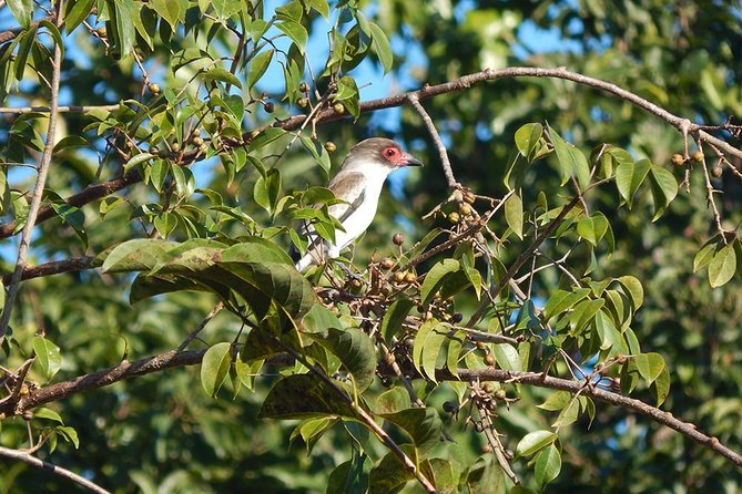Private Tour: Birdwatching Cozumel Island - What makes the private format worth $165