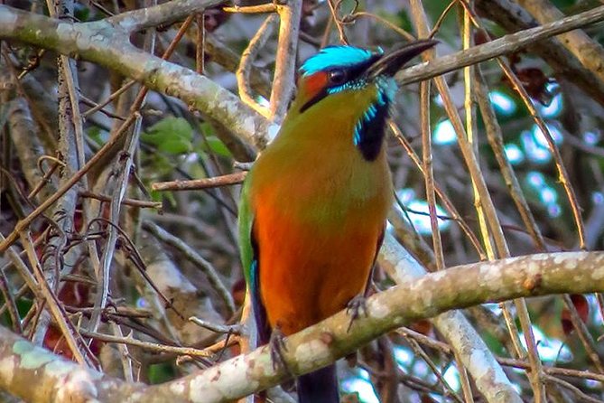 Private Tour: Birdwatching from Cancun - The first stop near Puerto Morelos