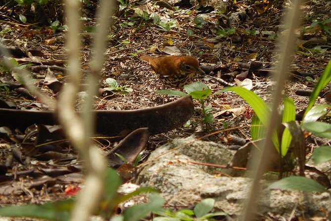 Private Tour: Birdwatching from Cancun - Short walks and a flexible pace