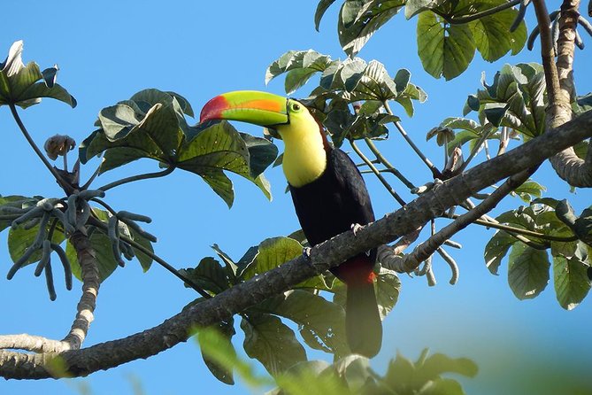 Private Tour: Birdwatching from Cancun - The guides make the difference