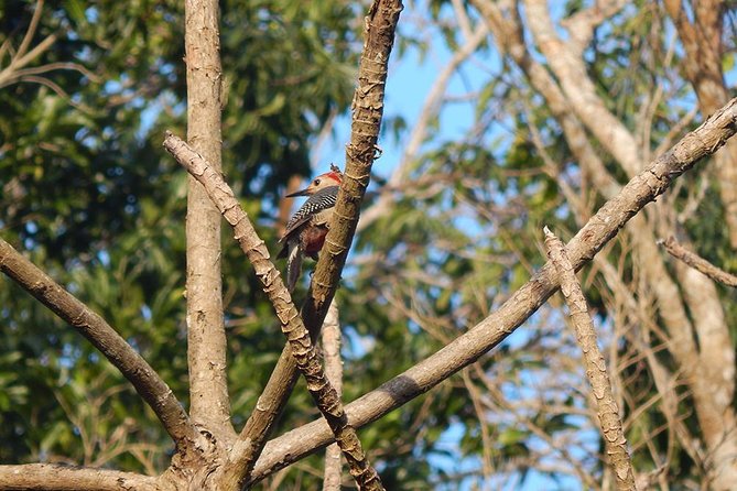 Private Tour: Birdwatching from Cancun - Who should book this outing