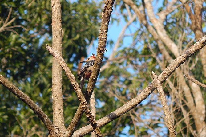 Private Tour: Birdwatching Playa del Carmen - Why Sian Kaan Works Best at 6:00 am