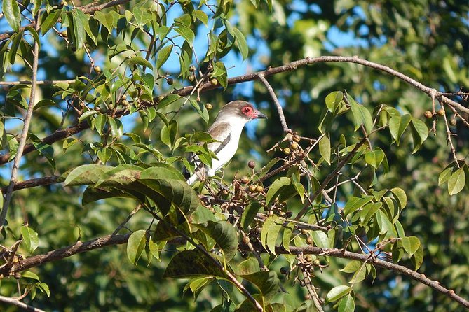 Private Tour: Birdwatching Playa del Carmen - Fitness, Weather, and What to Wear