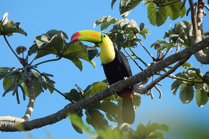 Private Tour: Birdwatching Playa del Carmen - Who Will Enjoy This Morning Most