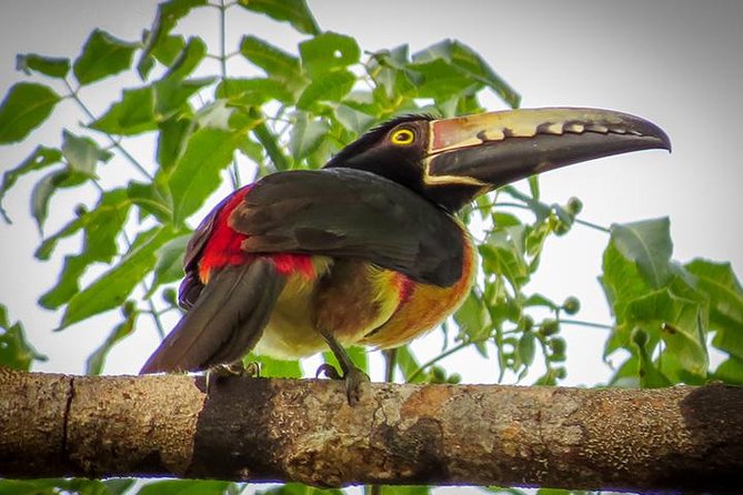 Private Tour: Birdwatching Playa del Carmen - Carlos and the Value of a Skilled Bird Guide