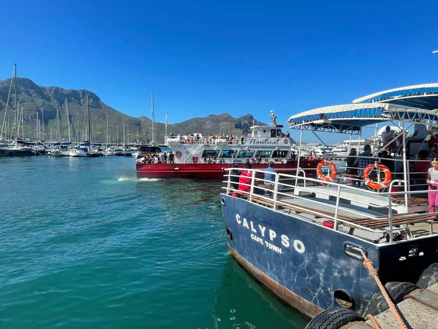 Private Tour:Cape of Good Hop>Chapman’s >Penguin>Seal island - Hout Bay and the 45-minute Seal Island cruise