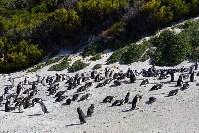 Private Tour: Cape of Good Hope and Boulders Beach Penguin Tour - What to make of Groot Constantia