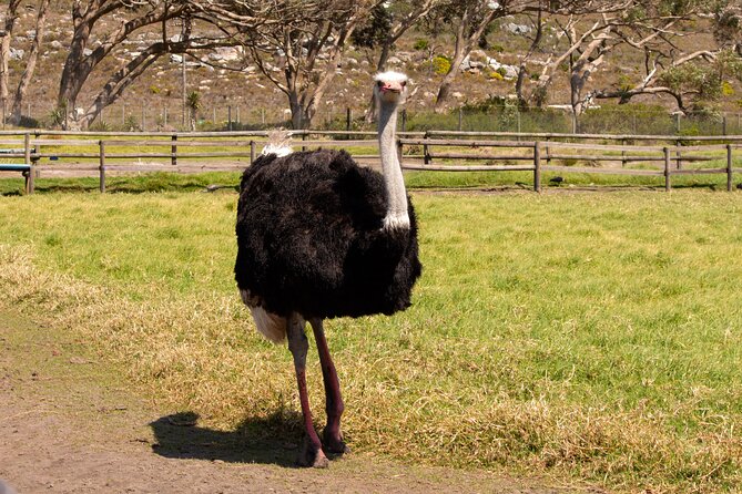 Private Tour: Cape of Good Hope and Boulders Beach Penguin Tour - The private vehicle and guide service