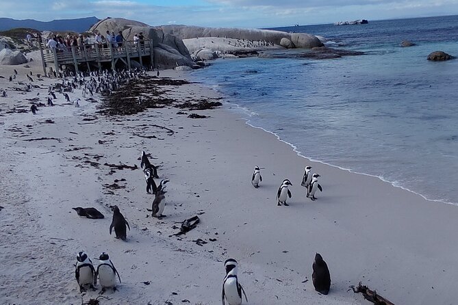 Private Tour : Cape of Good Hope,Penguin Colony& Muizenberg Beach - Hout Bay, seals, and a possible boat ride