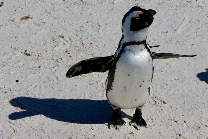Private Tour : Cape of Good Hope,Penguin Colony& Muizenberg Beach - A practical pause at Noordhoek Farm Village