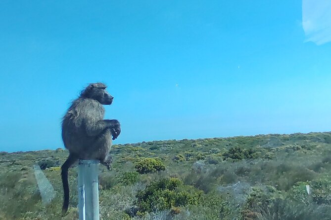 Private Tour : Cape of Good Hope,Penguin Colony& Muizenberg Beach - Starting in Bo-Kaap at 8:00 am
