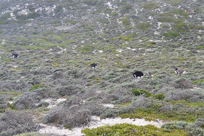 Private Tour Cape of Good Hope & Penguins Sightseeing Full day - One private day from Bo-Kaap to the Cape