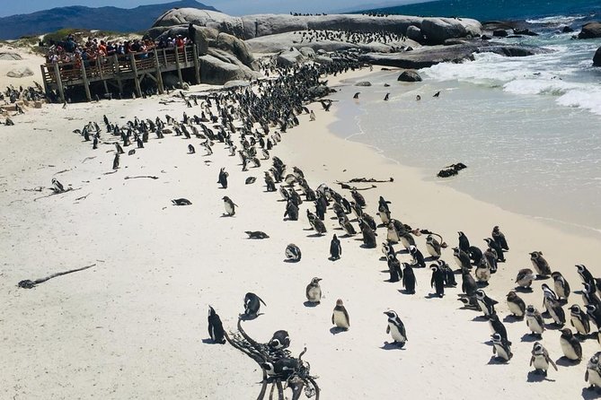 Private Tour Cape of Good Hope & Penguins Sightseeing Full day - Bo-Kaap’s painted streets in 15 minutes