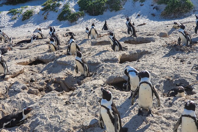 Private Tour Cape of Good Hope & Penguins Sightseeing Full day - Hout Bay and the optional seal boat