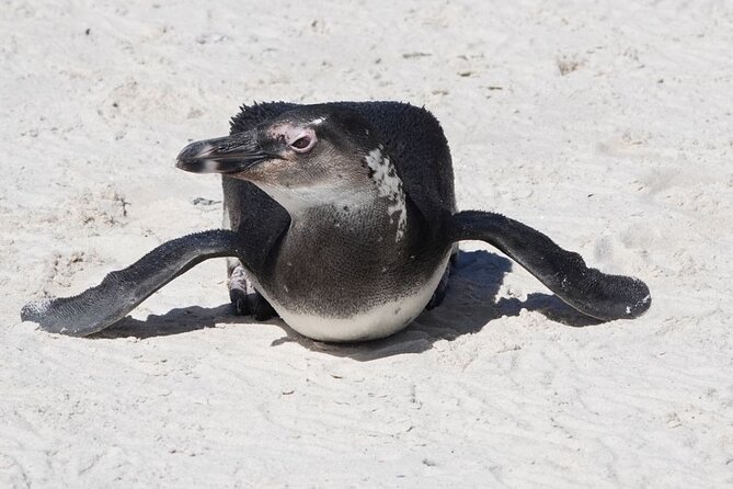 Private Tour Cape of Good Hope with Penguins - Seal Island from Hout Bay