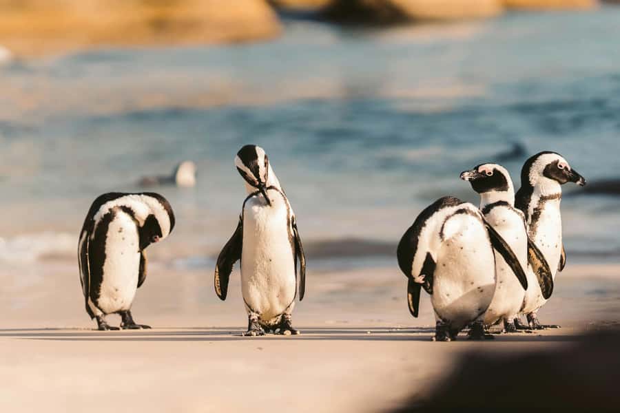 Private Tour: Cape Point, Penguins, Chapmans Peak & more... - Why this route works in one long Cape Town day