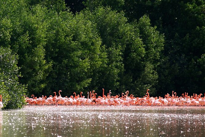 Private Tour Celestun Flamingo Watching and Beach - Why Celestún makes a fine day from Mérida