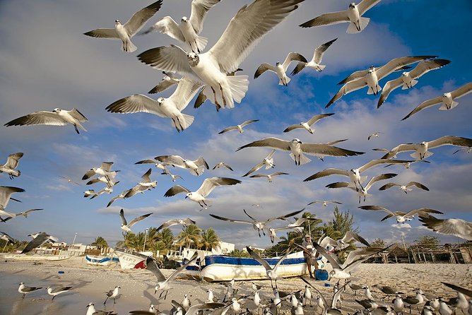 Private Tour Celestun Flamingo Watching and Beach - What the private format is worth at $465 per person