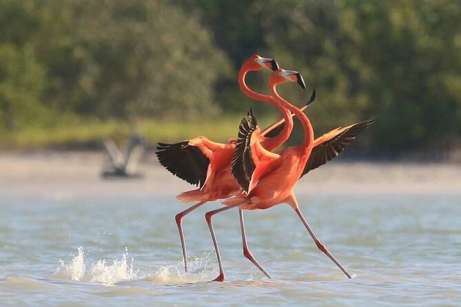 Private Tour Celestun Flamingo Watching and Beach - Who will enjoy this most