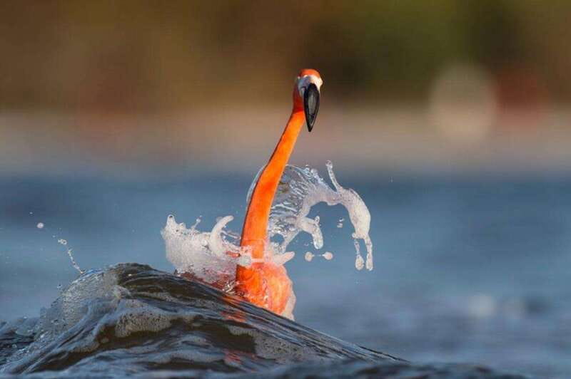 Private Tour Celestun Flamingo Watching and Beach - Practical packing and timing advice