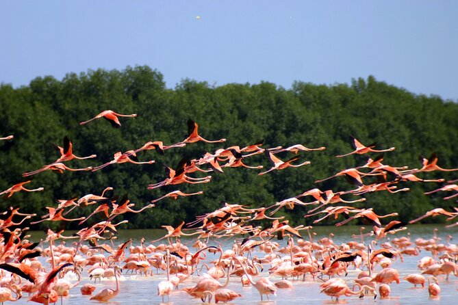 Private Tour Celestun Flamingo Watching and Beach - The 75-minute ride from central Mérida