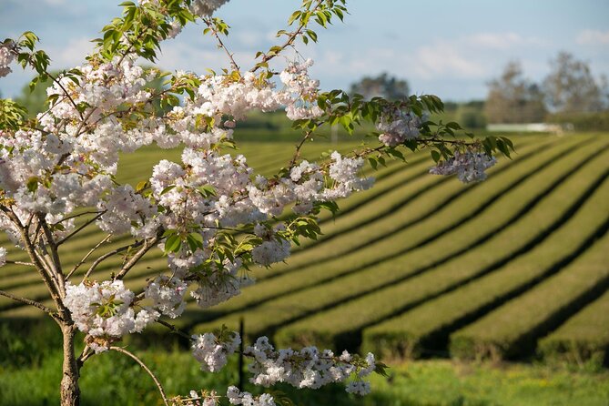 Private tour from Auckland - Waitomo Glowworm Caves, Zealong Tea & Kiwi Bird - Why this Auckland day trip works