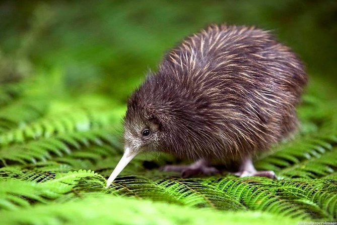 Private tour from Auckland - Waitomo Glowworm Caves, Zealong Tea & Kiwi Bird - Entering the Waitomo Glowworm Caves
