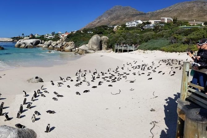 Private Tour Of Penguins, Cape Of Good Hope & Peninsula. - Scarborough shows a quieter side of the coast
