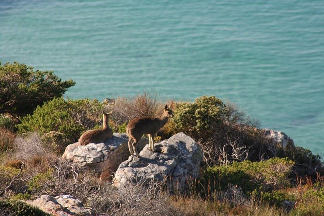 Private Tour Of Penguins, Cape Of Good Hope & Peninsula. - Noordhoek Farm Village offers a local break