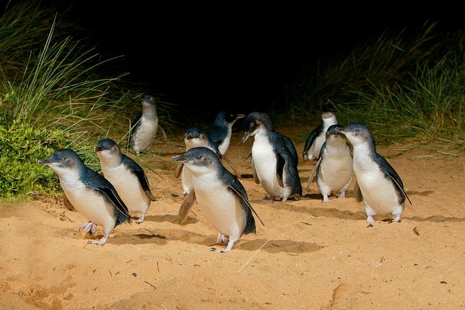 [Private Tour] “Penguin Parade” Phillip Island Tour. - Key points to know before booking