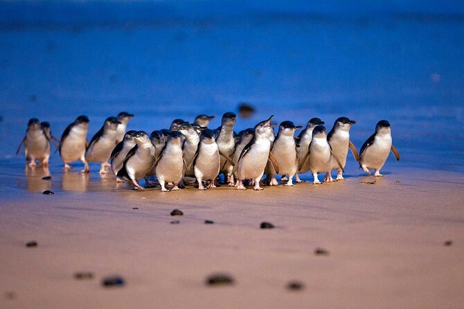 [Private Tour] “Penguin Parade” Phillip Island Tour. - Churchill Island brings farming into the picture