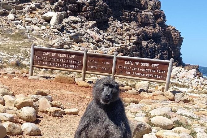 Private Tour: Penguins, Cape Point and Cape of Good Hope - Key things to know before you book