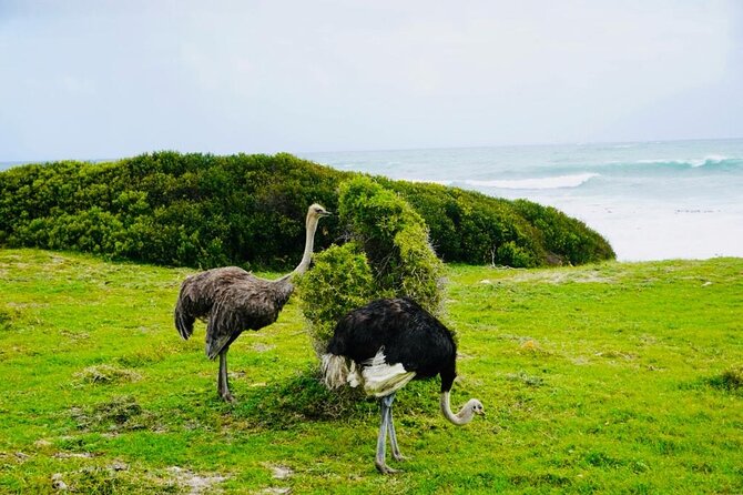 Private Tour: Penguins, Cape Point and Cape of Good Hope - One private day around the Cape Peninsula