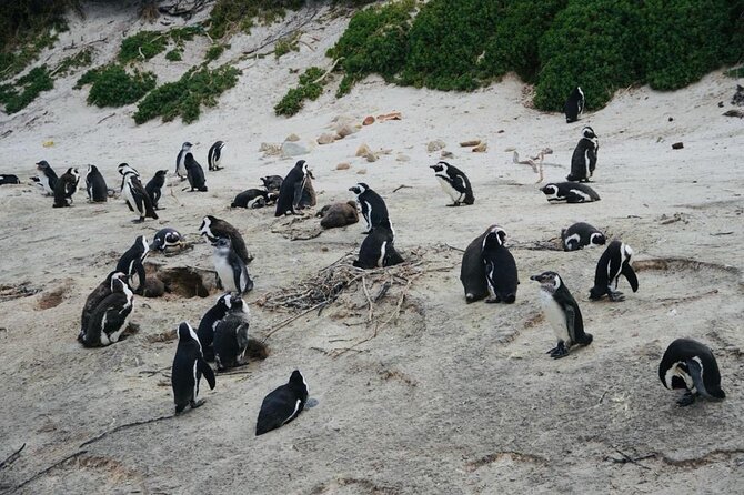 Private Tour: Penguins, Cape Point and Cape of Good Hope - Maiden’s Cove and the Atlantic Seaboard