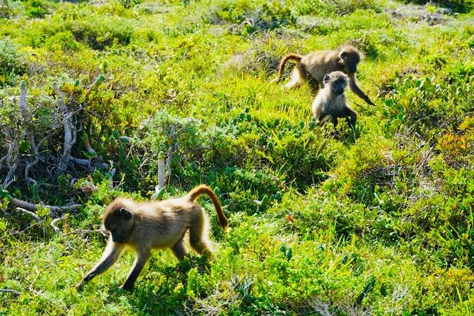 Private Tour: Penguins, Cape Point and Cape of Good Hope - Noordhoek Farm Village for coffee or juice
