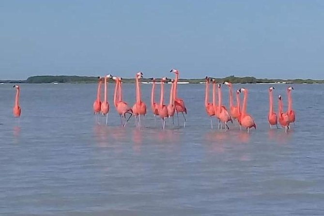 Private Tour: Pink Flamingos, Maya Temples and Ek Balam - Practical advice for the best day