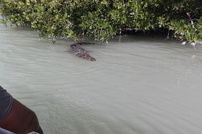 Private Tour: Pink Flamingos, Maya Temples and Ek Balam - Rio Lagartos by local boat