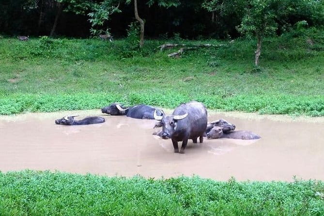 Private Tour Prek Toal Bird Sanctuary Off Beaten Track - Why Prek Toal feels different from a standard Siem Reap day trip