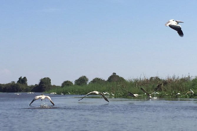 Private Tour Prek Toal Bird Sanctuary Off Beaten Track - Lunch at a floating restaurant