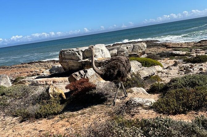 Private Tour: Table Mountain Boulder's Beach Penguin Cape Point - Hout Bay and the optional seal boat