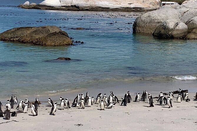 Private Tour: Table Mountain Boulder's Beach Penguin Cape Point - Table Mountain and the first big view