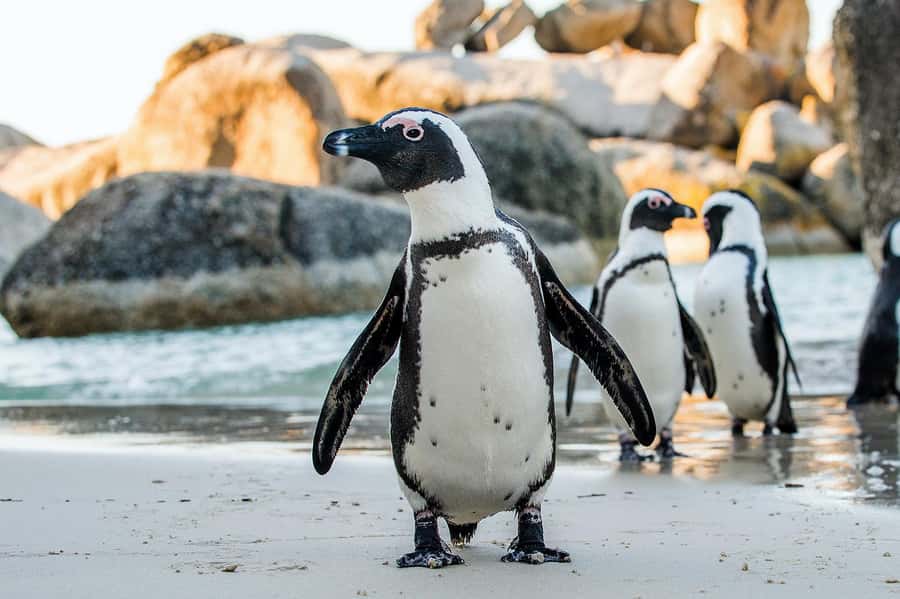 Private Tour: Table Mountain, Penguins Colony & Cape Of Good - Key points at a glance